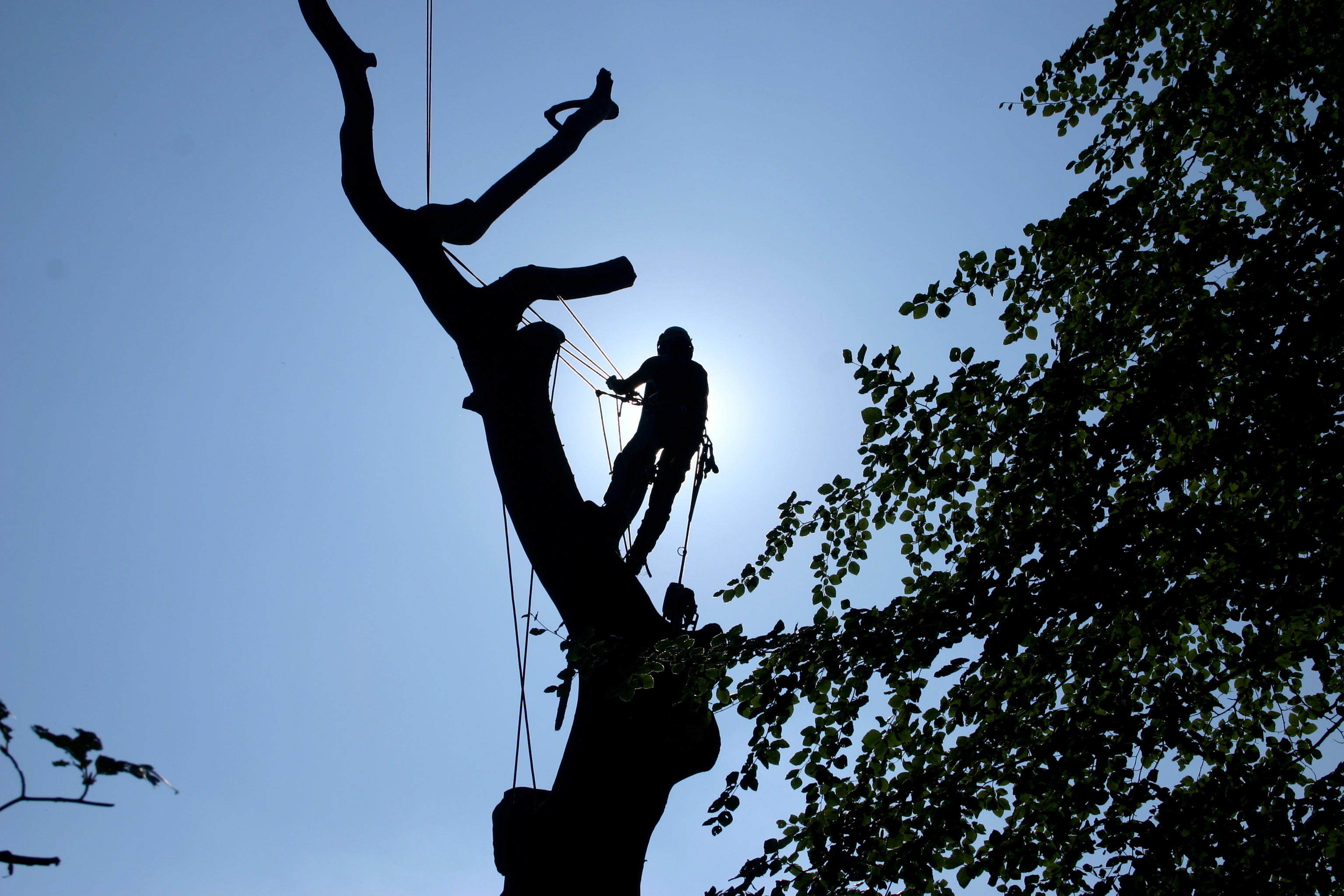 What Is Tree Surgery And What Do Our Tree Surgeons Do Glendale