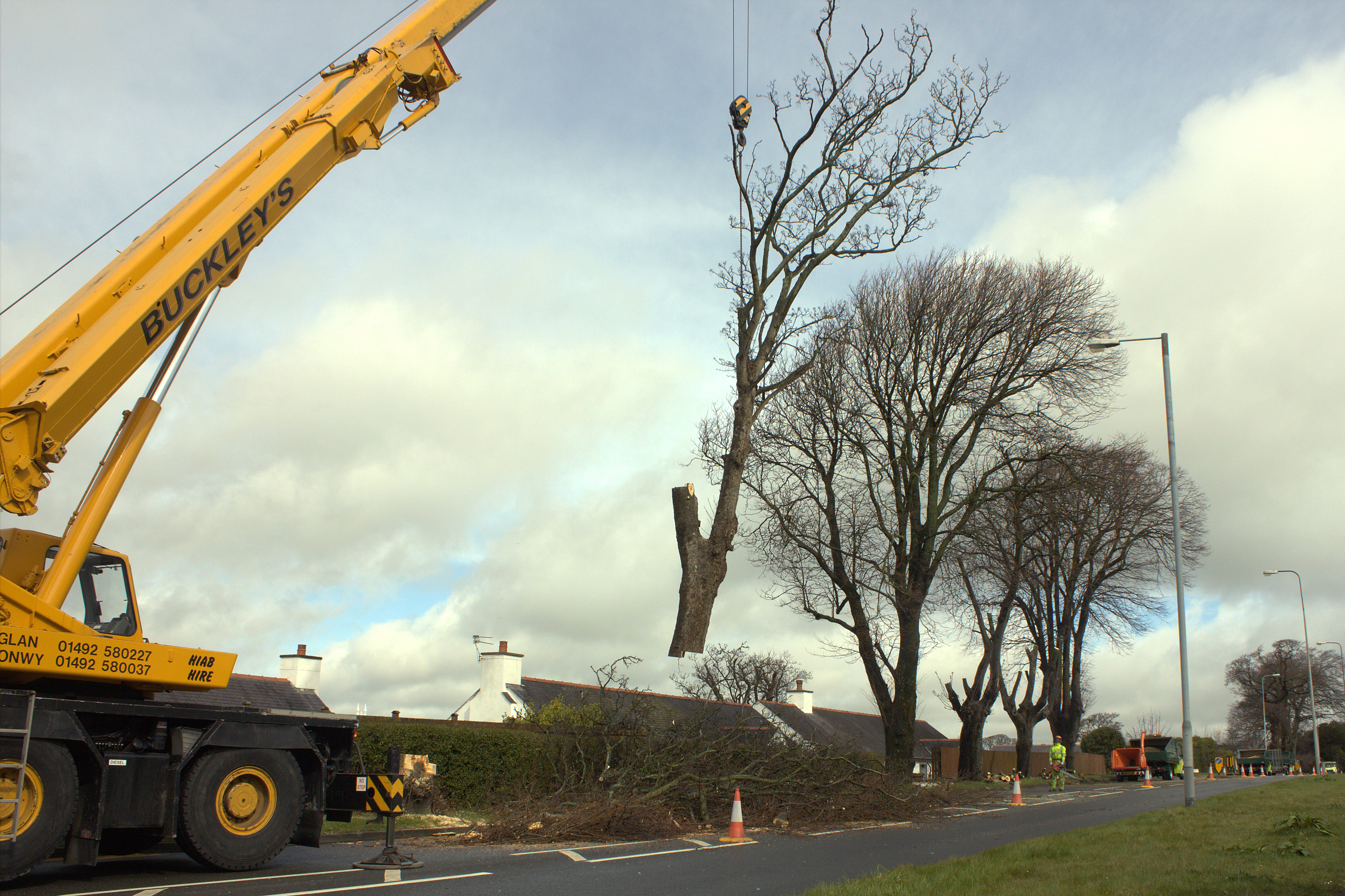 A Comprehensive Guide To Palm Tree Relocation